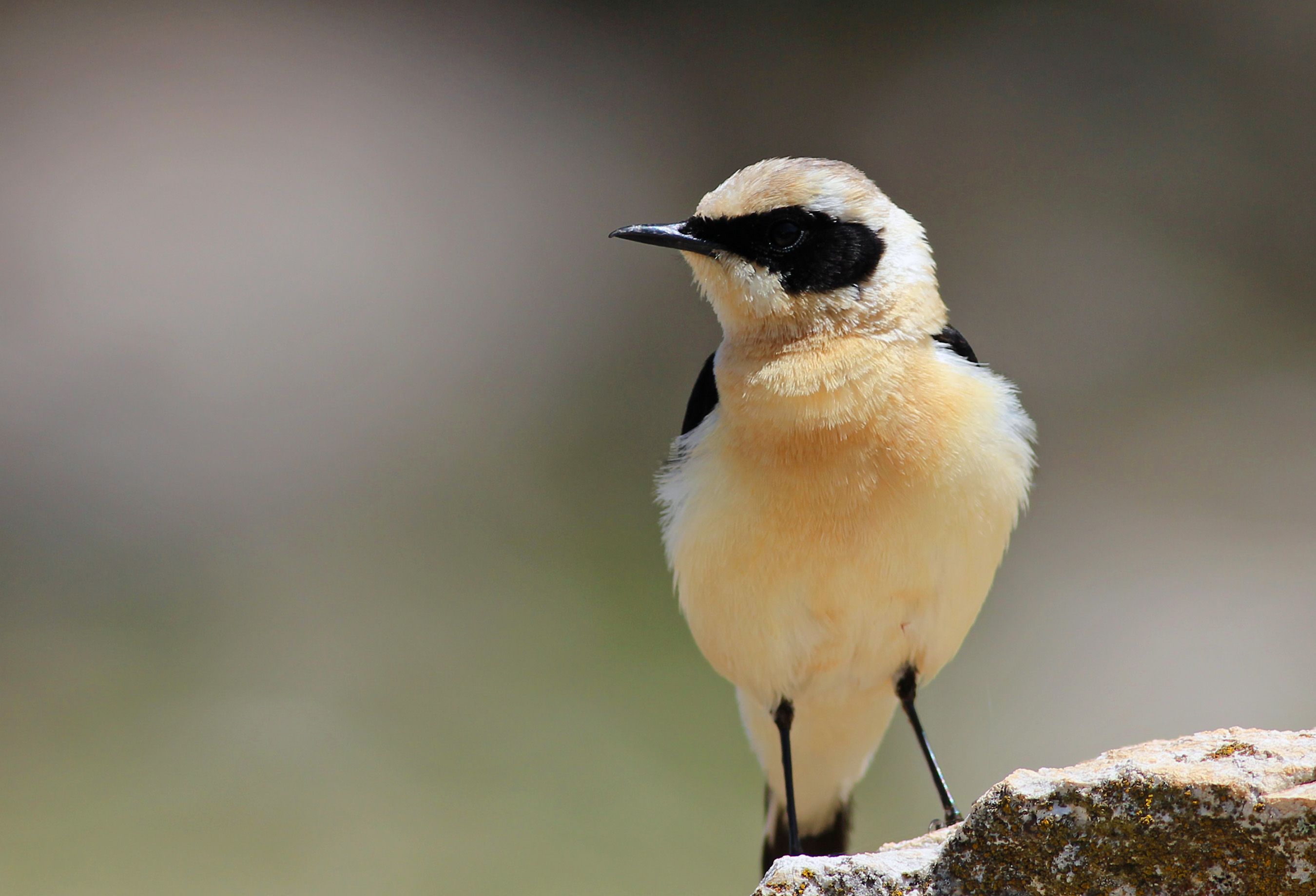 Black-eared Wheatear — Ana fotoğraf